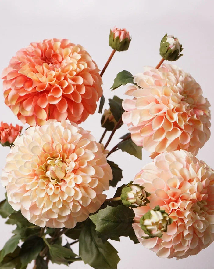 Dahlias