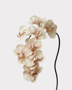 8-Head Phalaenopsis Orchid Faux Flower - 36.5"