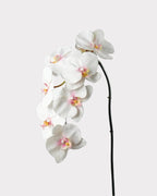 8-Head Phalaenopsis Orchid Faux Flower - 36.5"