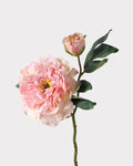 2-Head Peony Faux Flower in Pink - 19"