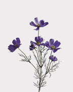 6-Head Gradient Cosmos Faux Flower Stem - 23.6"
