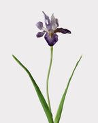Artificial Iris Stem 22"