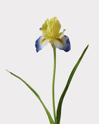 Artificial Iris Stem 22"