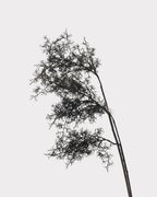 Artificial Misty Pine Foliage Stem - 30.7
