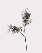 Artificial Misty Pine Foliage Stem - 30.7
