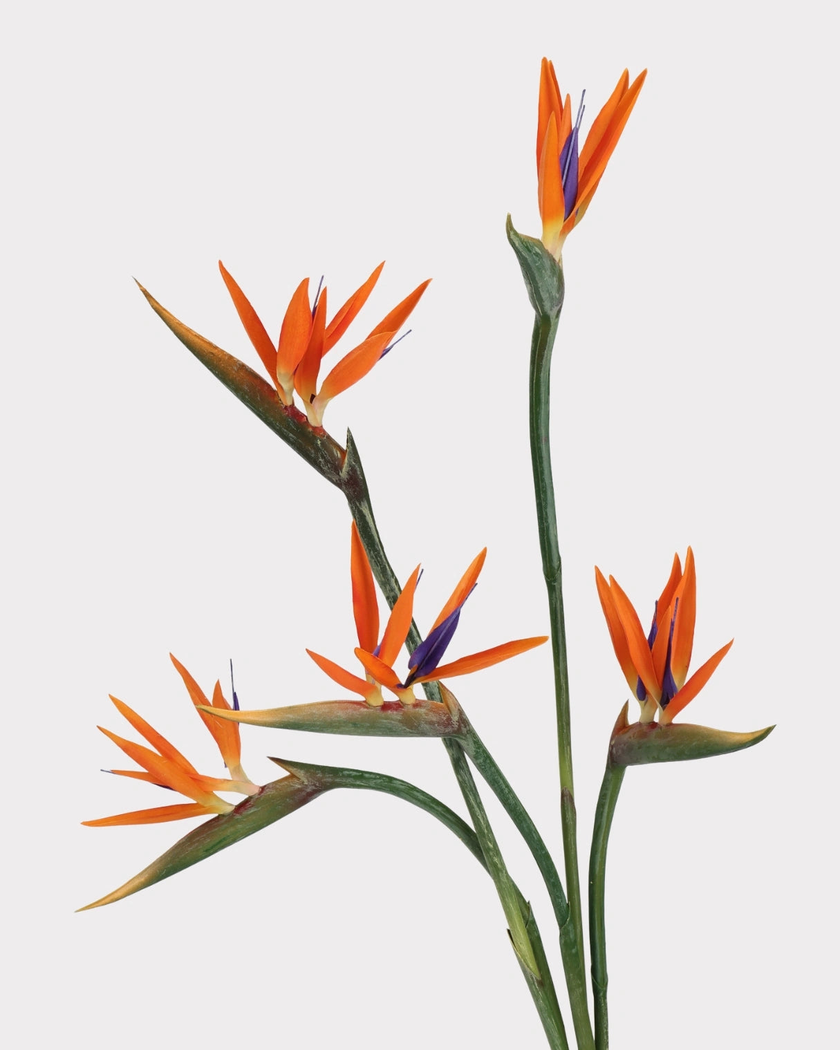 Artificial Small Bird of Paradise Faux Flower - 31.5"