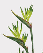 Artificial Small Bird of Paradise Faux Flower - 31.5"