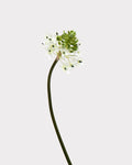 Artificial Star of Bethlehem 33"
