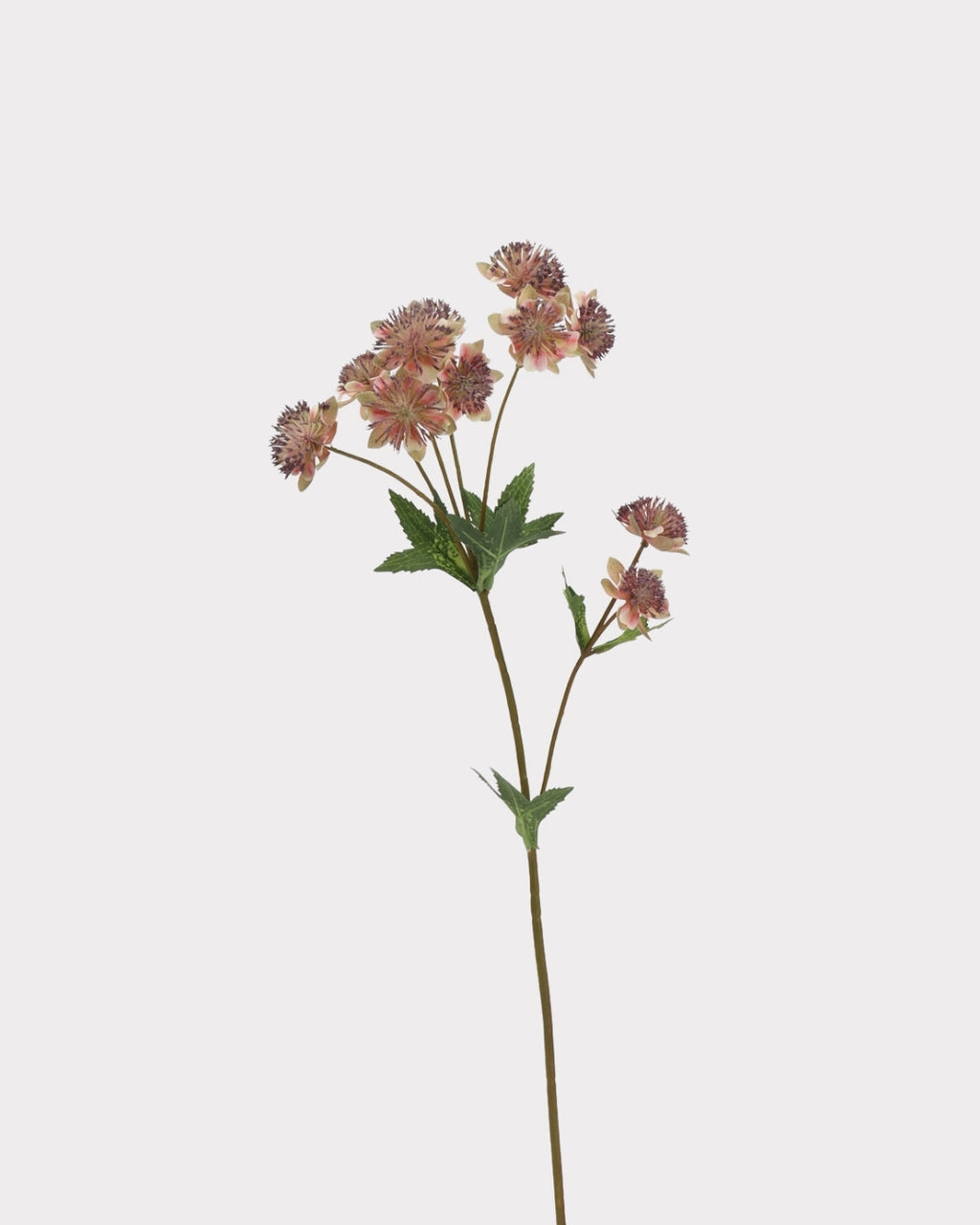 Astrantia Faux Flower in Brown - 23"