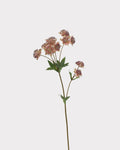 Astrantia Faux Flower in Brown - 23"