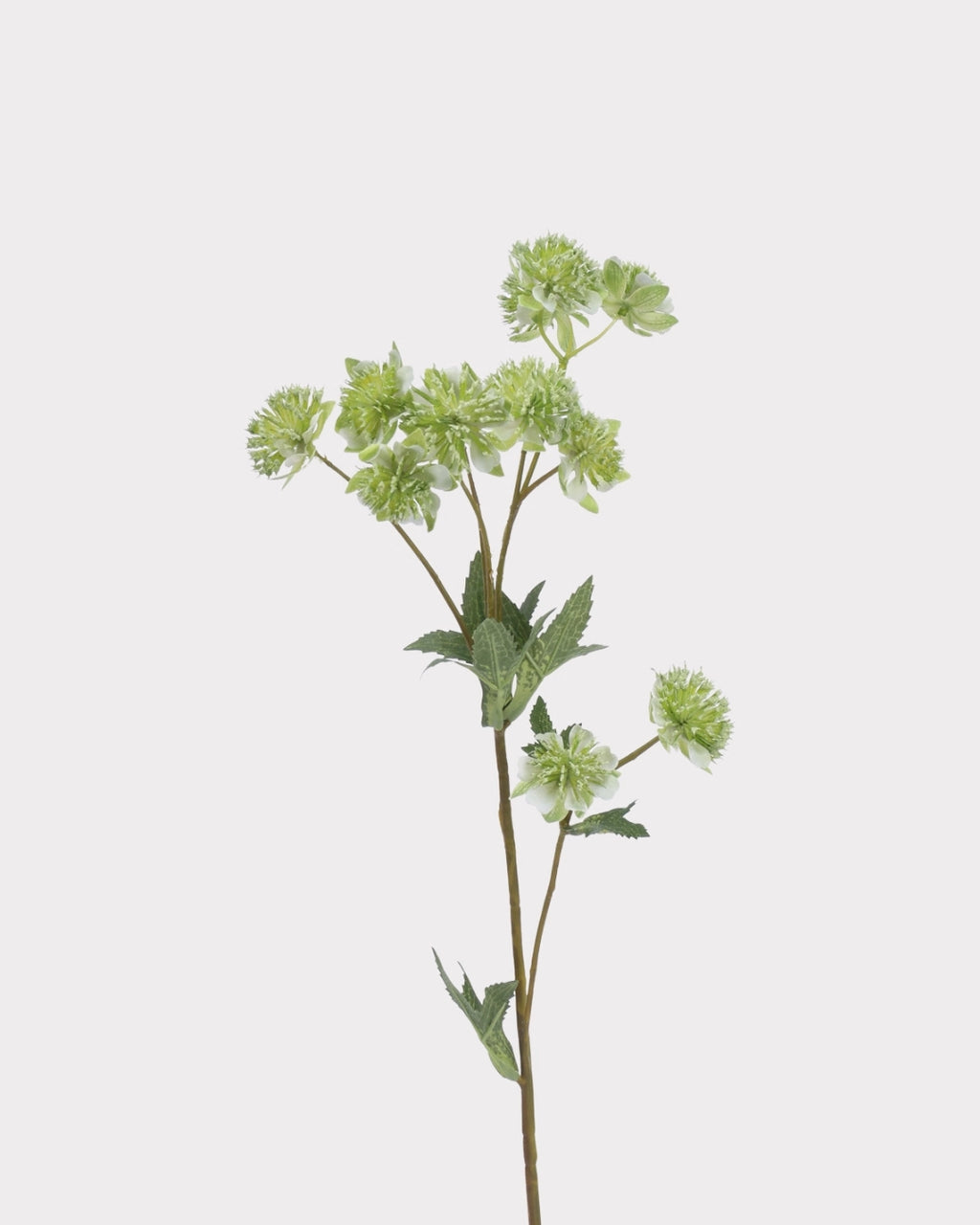 Astrantia Faux Flower in Green - 23"