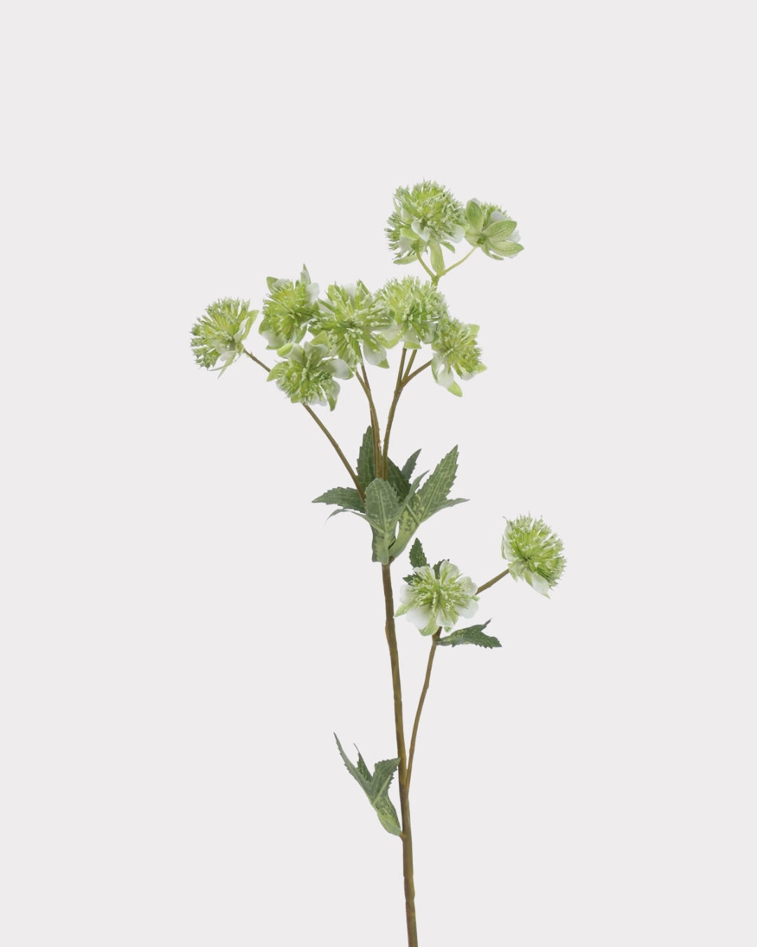 Astrantia Faux Flower in Green - 23"