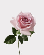 Carola Rose Faux Flower Stem – 25.6"