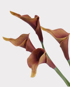 Curled Calla Lily Faux Flower in Light Caramel - 21"