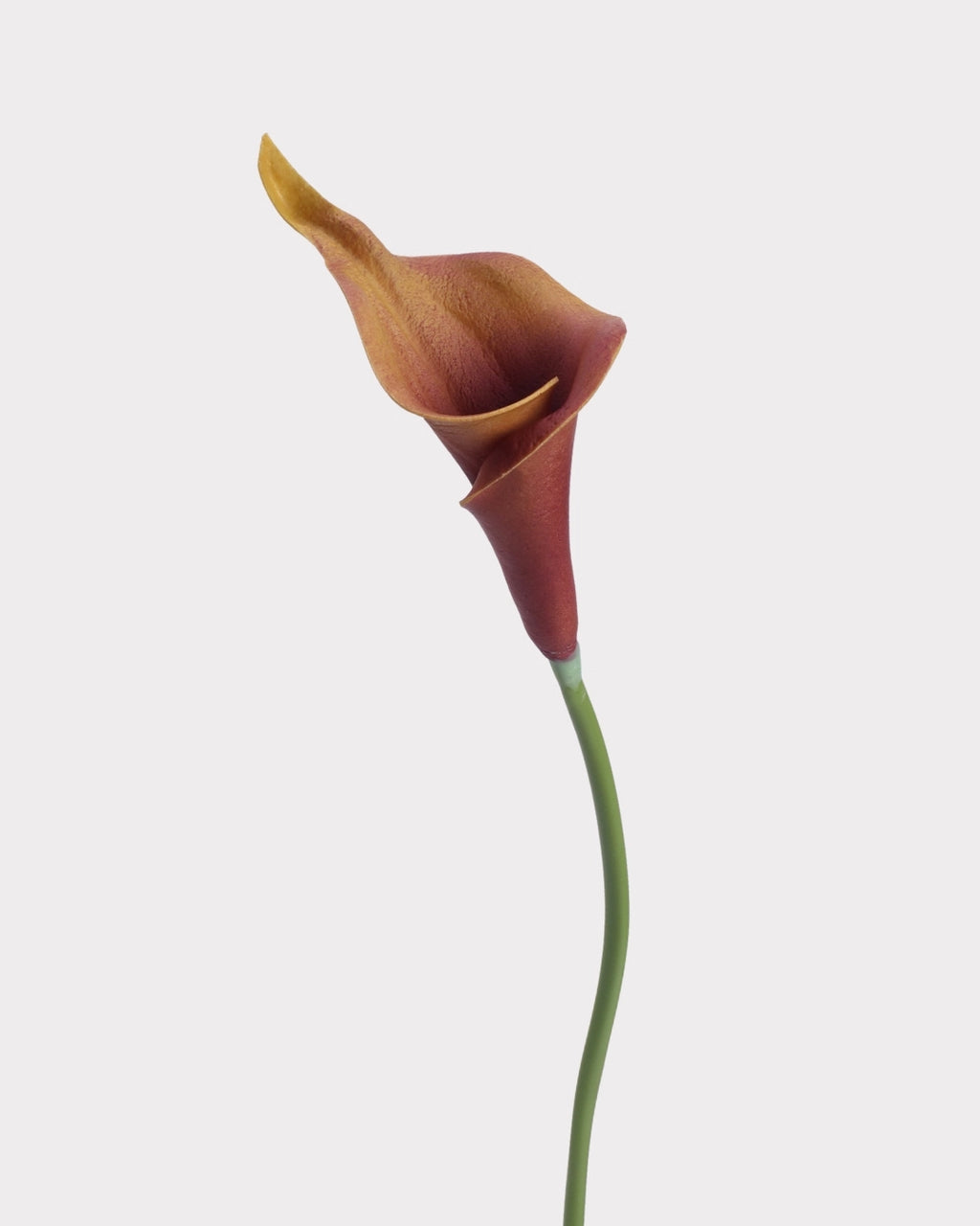Curled Calla Lily Faux Flower in Light Caramel - 21"