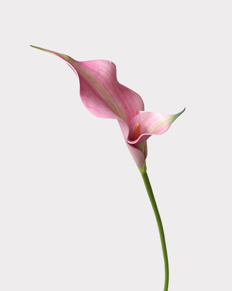 Double Calla Lily Faux Flower in Pink - 24"