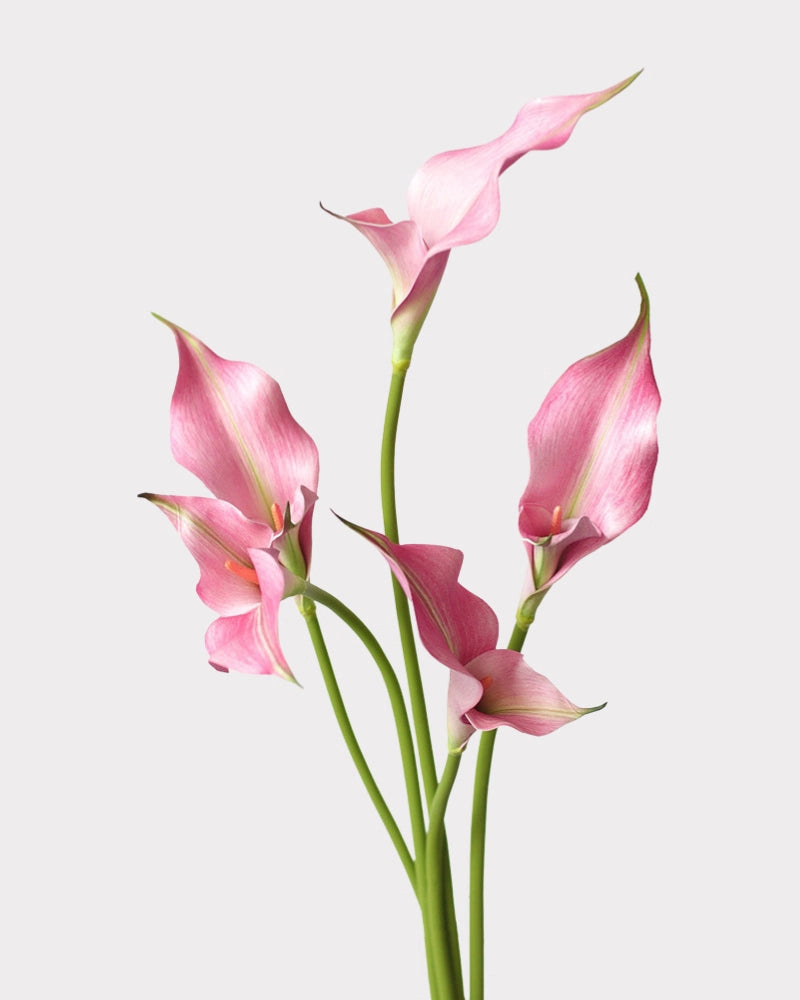 Double Calla Lily Faux Flower in Pink - 24"