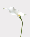 Double Calla Lily Faux Flower in White - 24"