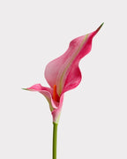Double Petal Calla Lily Faux Flower - 24"