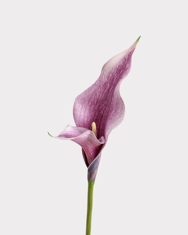 Double Petal Calla Lily Faux Flower - 24"