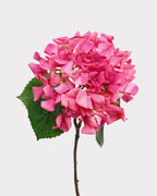 Dutch Style Faux Hydrangea Flower Stem – 24.8"