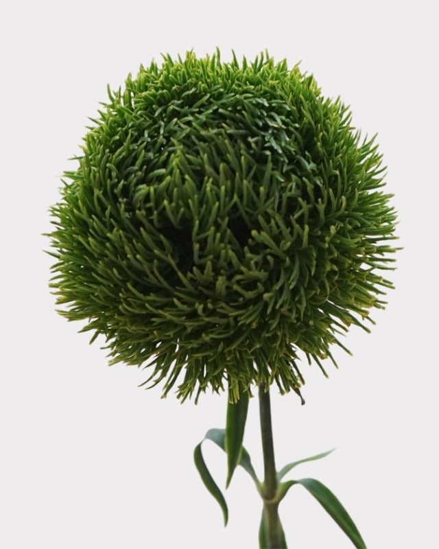 Green Dianthus Faux Flower - 22"