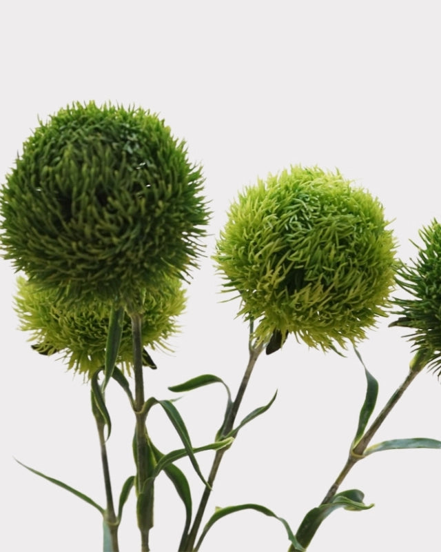 Green Dianthus Faux Flower - 22"
