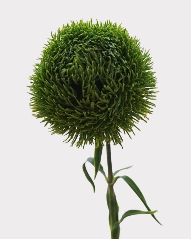 Green Dianthus Faux Flower - 22"