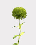 Green Dianthus Faux Flower in Light Green - 20"
