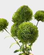 Green Dianthus Faux Flower in Light Green - 20"