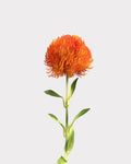 Green Dianthus Faux Flower in Orange - 20"