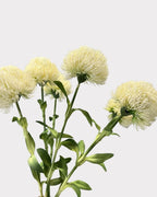 Green Dianthus Faux Flower in White - 20"