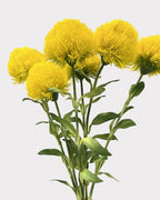 Green Dianthus Faux Flower in Yellow - 20"
