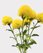 Green Dianthus Faux Flower in Yellow - 20"