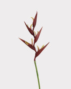 Heliconia Faux Flower in Dark Brown - 37"