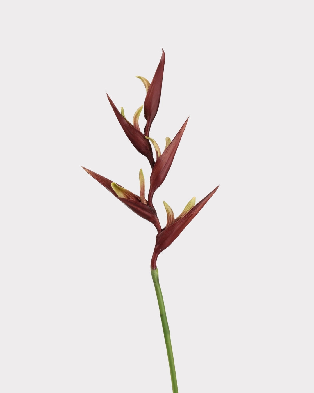 Heliconia Faux Flower in Dark Brown - 37"