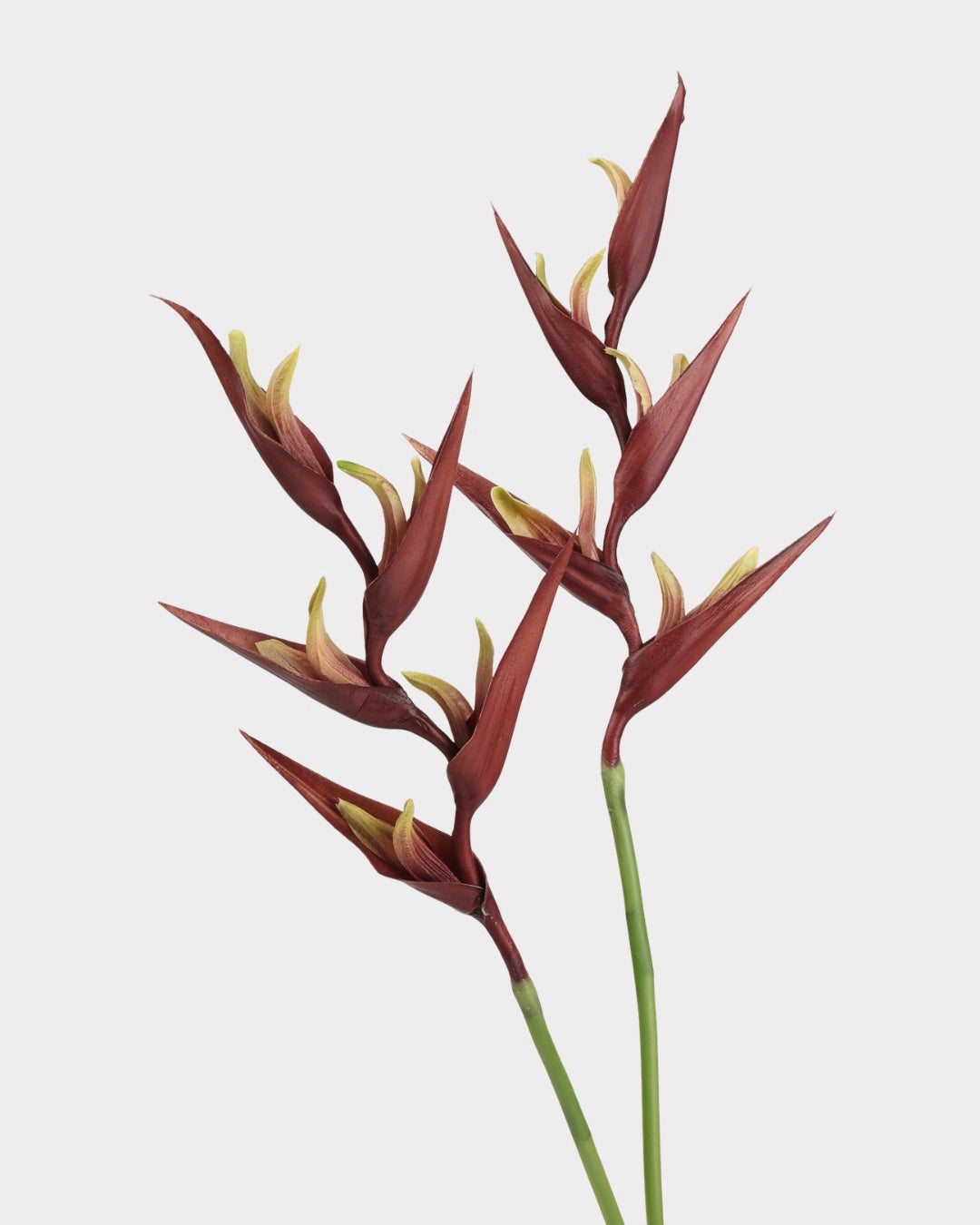 Heliconia Faux Flower in Dark Brown - 37"