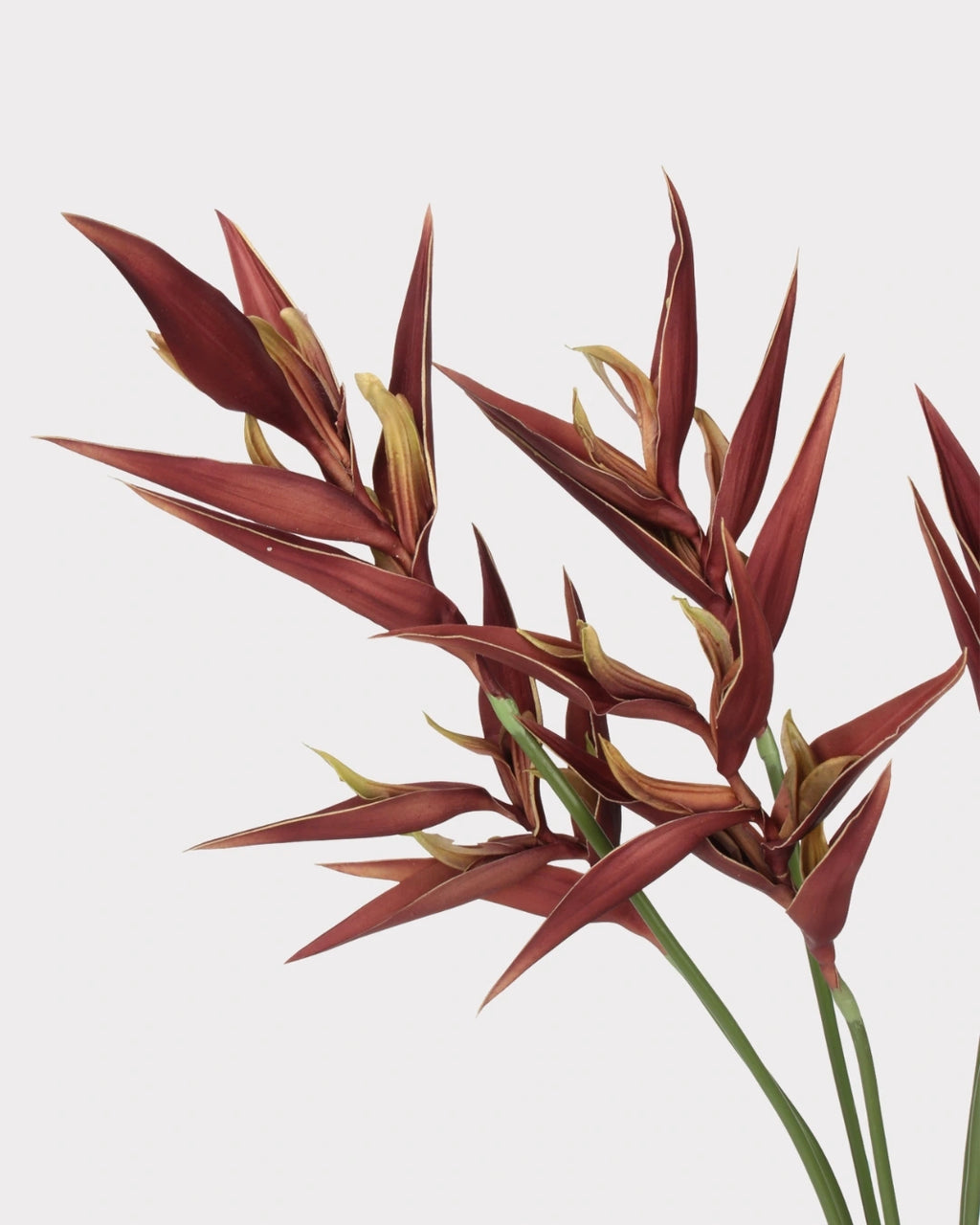 Heliconia Faux Flower in Dark Brown - 37"