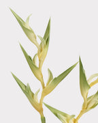 Heliconia Faux Flower in Green - 37"