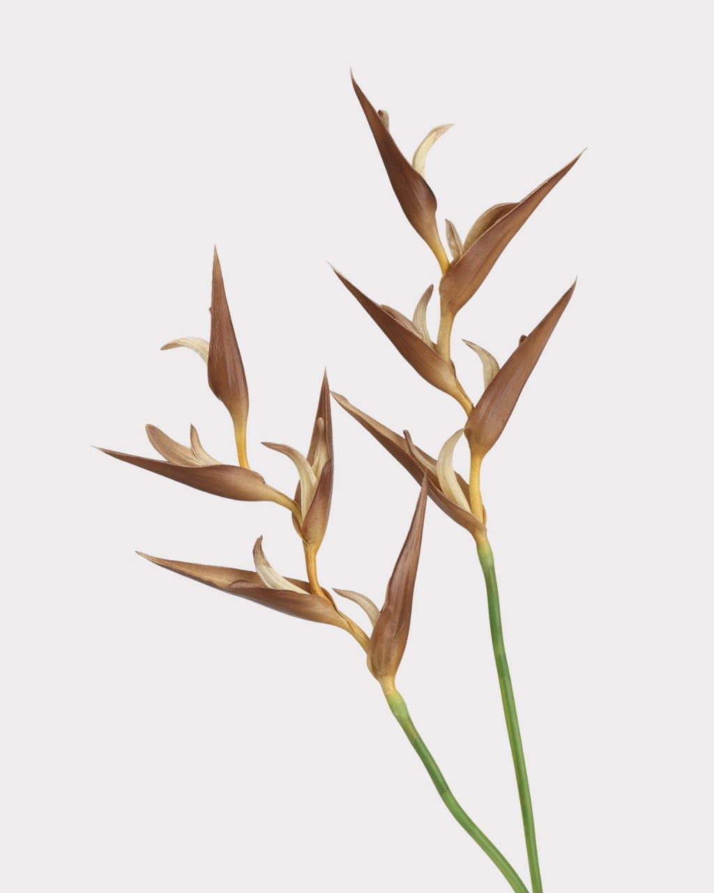 Heliconia Faux Flower in Light Brown - 37"