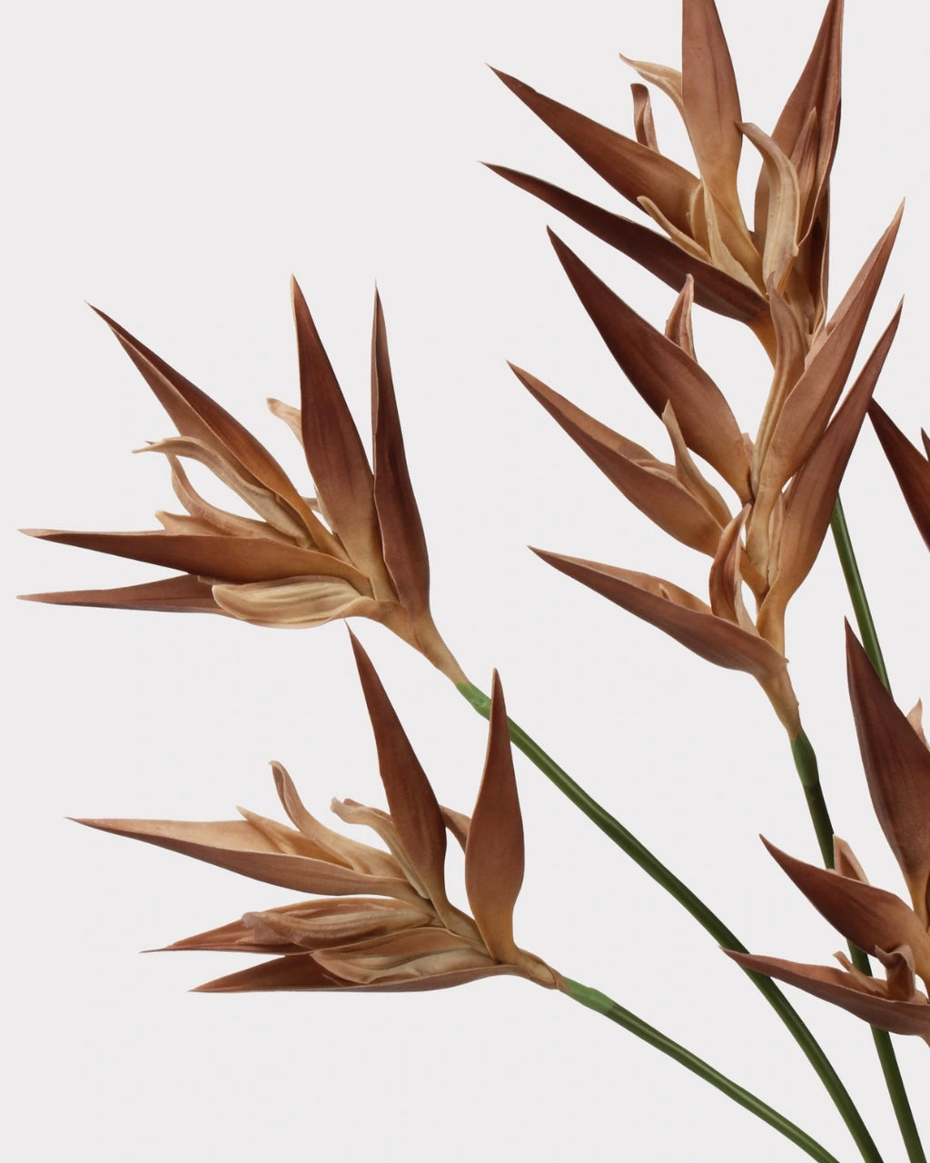 Heliconia Faux Flower in Light Brown - 37"