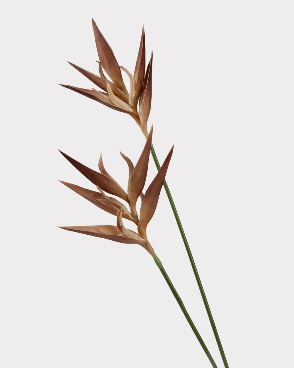 Heliconia Faux Flower in Light Brown - 37"