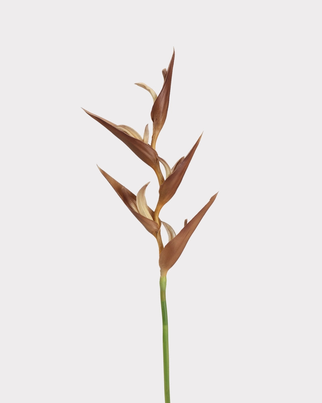 Heliconia Faux Flower in Light Brown - 37"