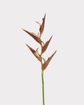 Heliconia Faux Flower in Light Brown - 37"