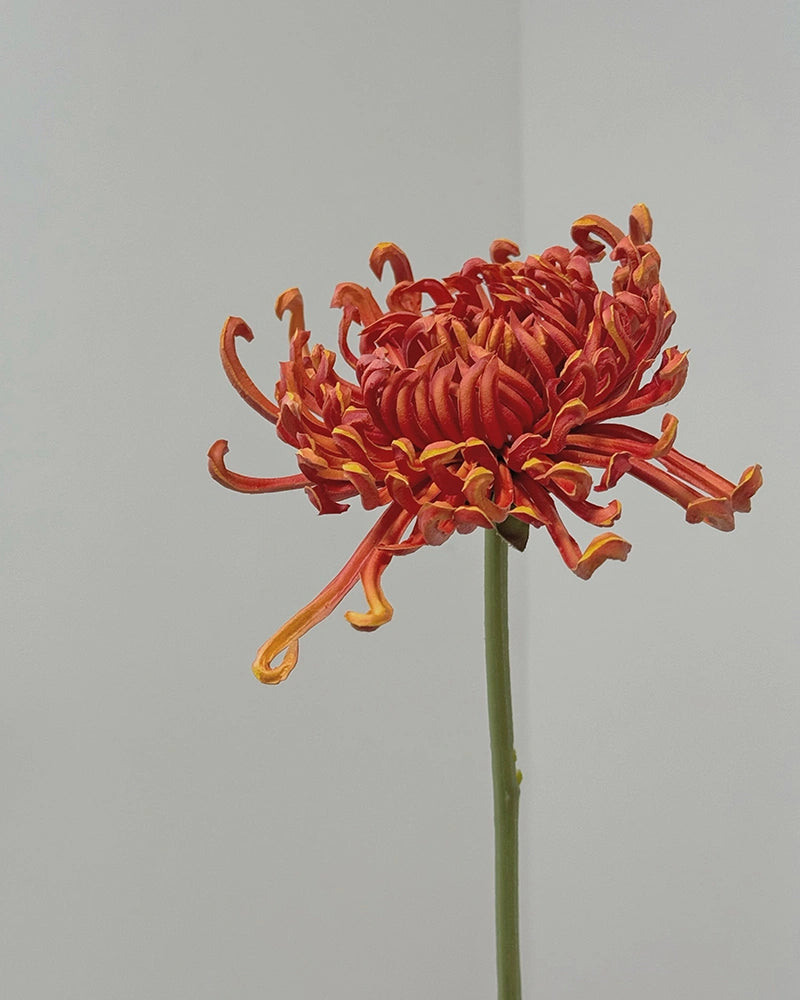 Imperial Chrysanthemum Faux Flower - 27.6"