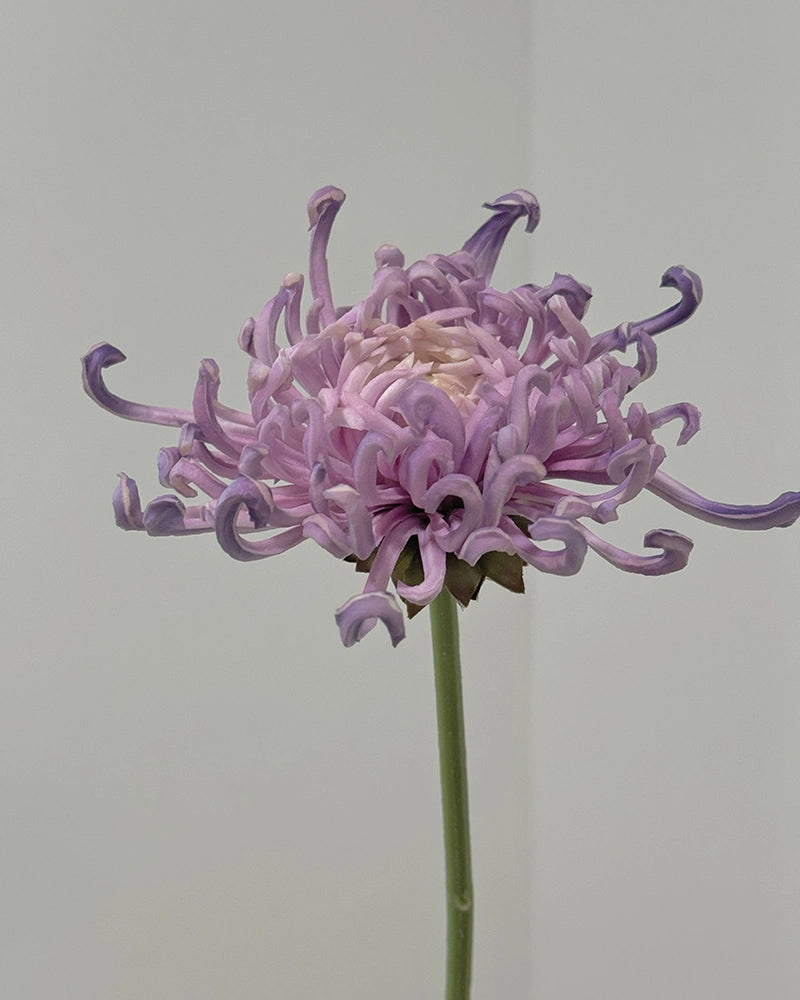 Imperial Chrysanthemum Faux Flower - 27.6"