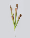 Pitcher Plant Faux Foliage - 17.5"