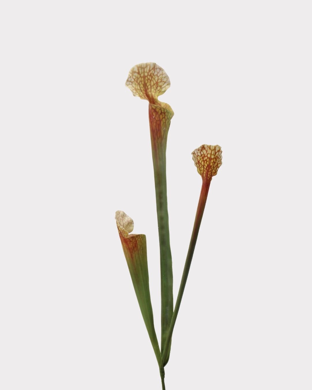 Pitcher Plant Faux Foliage in Orange