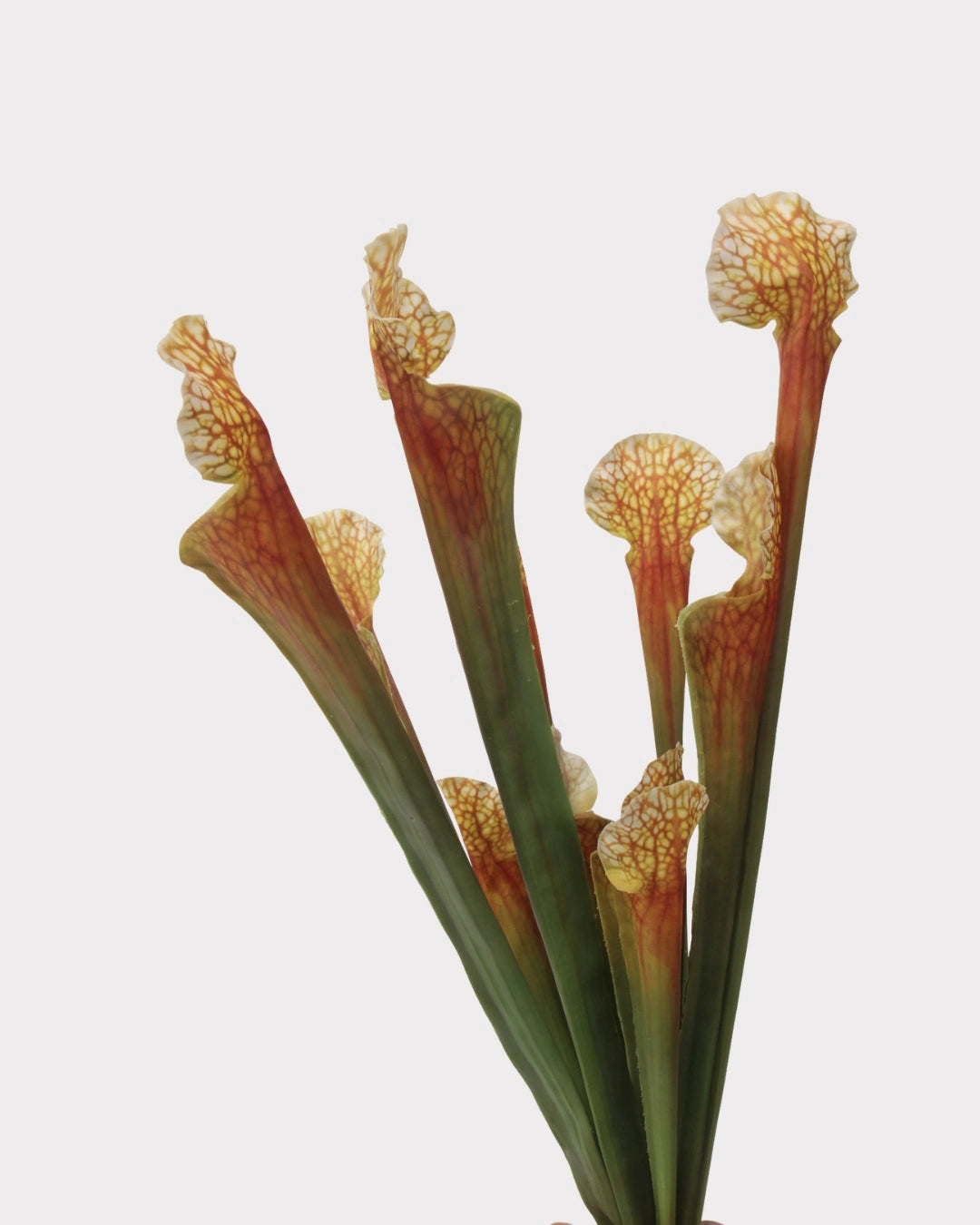 Pitcher Plant Faux Foliage in Orange