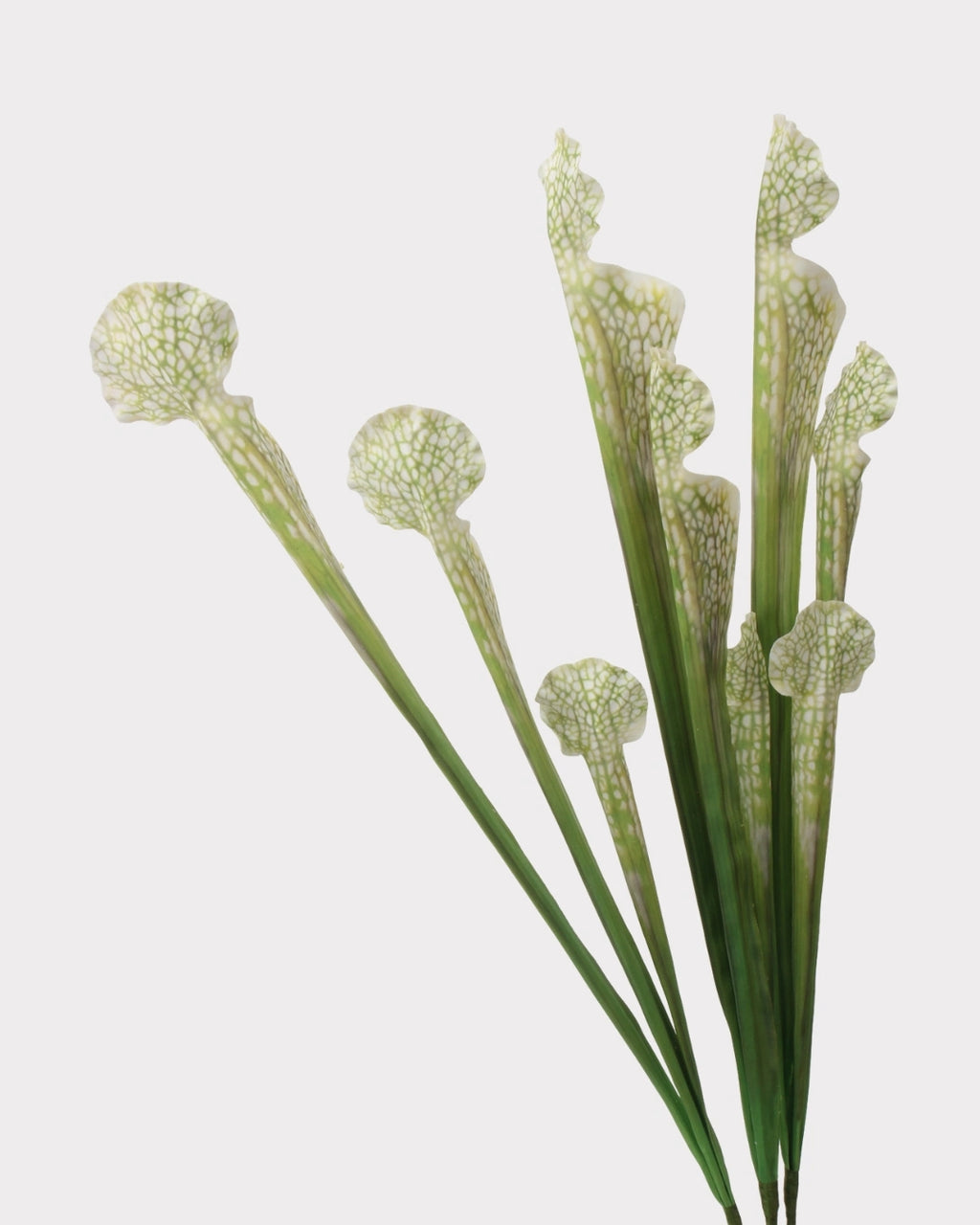 Pitcher Plant Faux Foliage in White